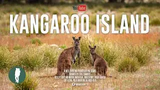 Australia’s Untamed Wildlife Haven | Wildlife Documentary 4K | Kangaroo Island