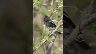 Pied Bush Chat Short  #birds #nature #birdwatching