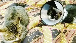Что произошло с котиком Кузей Наш сериал о котике Кузе и коте Чувачке