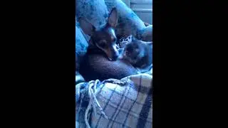 Собака с котёнком, это надо видеть! Приют для бездомных животных "Эдем".