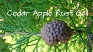 Cedar Apple Rust Gall