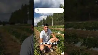 Частые ошибки при выращивании клубники🍓