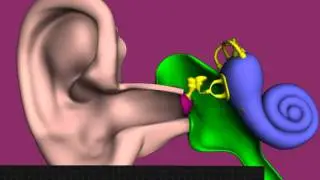 The Structure of the Ear | Human Ear | Ear Anatomy | How the Ear works