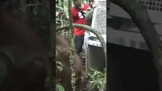 El orangután psicopata y perturbador que con una sonrisa te hará temblar 🤔🐒 #shorts