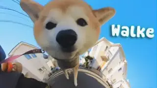 Pov Shiba Walk