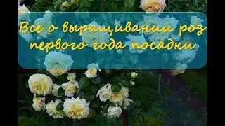 Все о выращивании роз первого года посадки