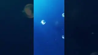 Sea jellyfish