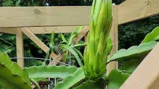 Dragon Fruit Flower Bud - Update 3: 11 days