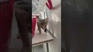 Стеклянная малышка Плеяда и ее переключения.