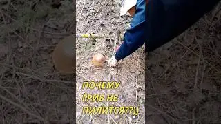 Как пилить грибы? Таня покажет! Ложный боровик.