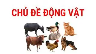 Glenn doman FlashCard - Chủ đề Động vật nuôi