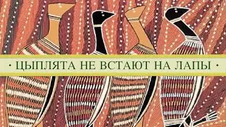 Цыплята бройлеры не встают на лапы. Микобактериоз, криптоспоридиоз, кампилобактериоз кур.