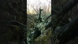 Sculpted by natures eroding forces a long dead tree becomes home to a miniature ecosystem.