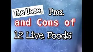 Live Fish Food: The Uses, Pros and Cons