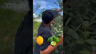 А ты ел фейхоа 