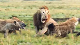 Lion Trapped by Hyenas (Full Clip) | 4K UHD | Dynasties | BBC Earth