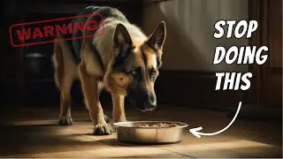 How You Hurt Your Dog Everyday (Without Even Knowing)