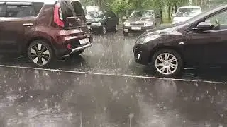 Тоби и летний дождик...