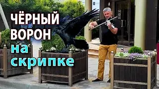 УДИВИТЕЛЬНАЯ ИГРА НА ЭЛЕКТРОСКРИПКЕ песни 