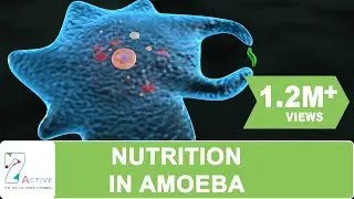 NUTRITION IN AMOEBA