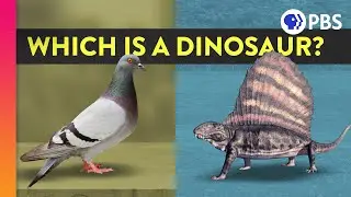 What Is A Dinosaur And What Isn’t a Dinosaur?