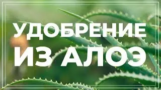 Удобрение из алоэ. Органический стимулятор роста
