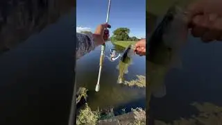 small but nice fish to catch 