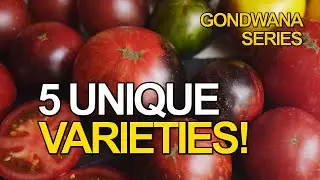 5 UNIQUE TOMATO VARIETIES!