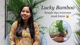 Lucky Bamboo Plant Care Tips | Do’s & Don’ts | Healthy Care Tips