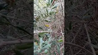 Olive Season