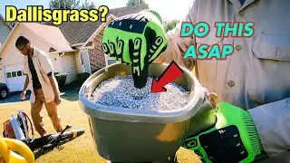 HOW TO KILL DALLISGRASS // How to prevent Dallisgrass // How to control dallisgrass