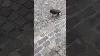 Новый друг Донской сфинкс