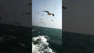 Way to SaintMartin || Beauty of Bay of Bengal || Seagull