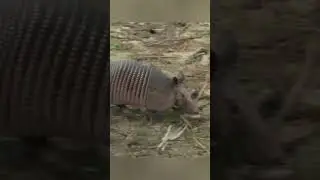 Snake Attacked Armadillo #animals #nature  #wildlife