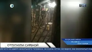 В печорский поселок Ниб забрел медведь