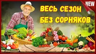 Лучшее средство от сорняков и травы на участке. Чистогряд , до и после обработки.