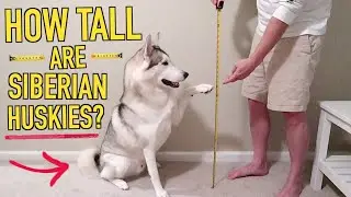 How Big Do Siberian Huskies Get? - HOW TALL ARE HUSKIES?!