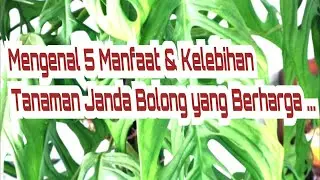 Janda Bolong memiliki khasiat & manfaat || mari mengenal lebih Dekat #jandabolong #hargajandabolong