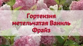 Гортензия метельчатая Ваниль Фрайз 🌿 Посадка. саженцы, крупномеры гортензии: особенности сорта