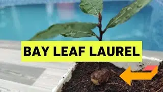 How to Germinate Laurel Seeds in Just 2 Weeks!