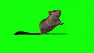 Real  Rat mouse  on green screen  chuha  effect rat chroma key  no copyright free video