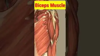 Bicep Muscle #shortvideo #ytshorts #anatomy #youtubeshorts #shorts