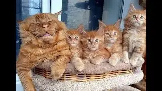 🐈 Grandpa, don't snore! 🐕 Funny videos with cats and kittens for a good mood! 🐱