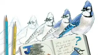 How to Draw Birds with John Muir Laws: Garden Birds