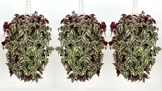 Recycle Plastic Bottles into Hanging Garden, Healthy Indoor Hanging Plants