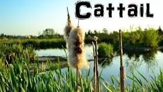 (The Northwest Forager) Ep. 4 Cattail