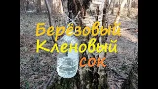 Березовый и кленовый сок. Как правильно собирать.