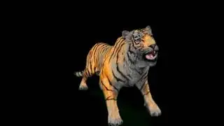 Футаж рычащий тигр на черном фоне /Footage of a snarling tiger on a black
