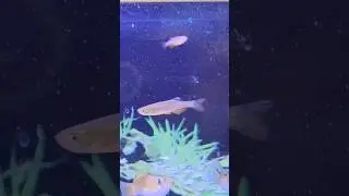 Peaceful Community Aquarium