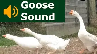 Goose Sounds ~ The Sound a Goose Makes ~ Learn Animal & Bird Sounds